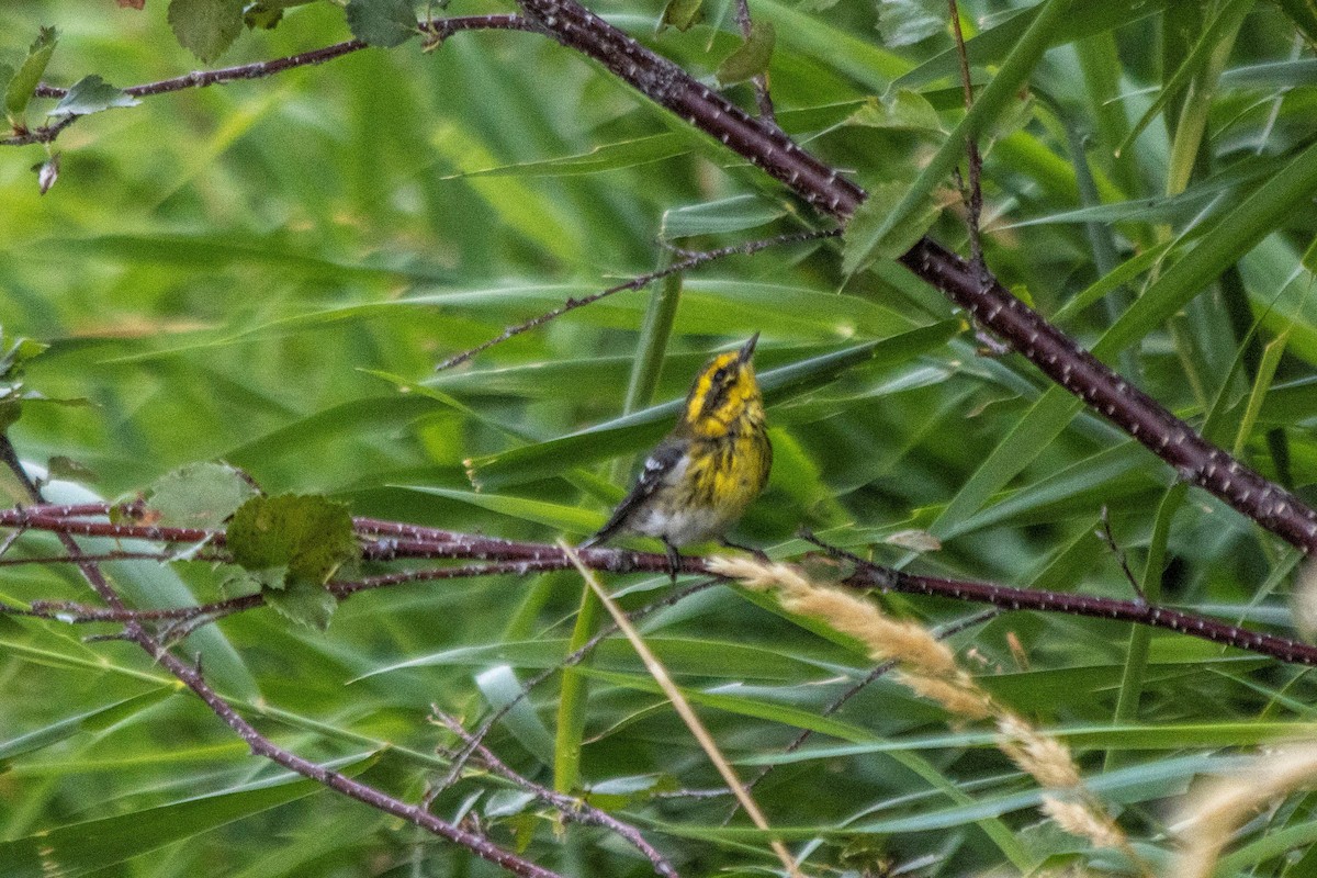 Townsend's Warbler - ML608454765