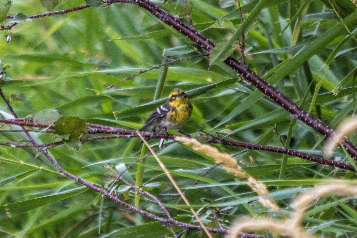 Townsend's Warbler - ML608454768