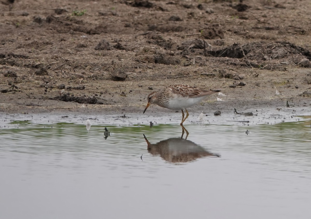 Pectoral Sandpiper - ML608454843