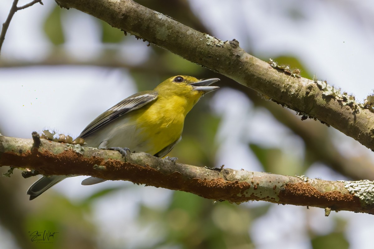 Yellow-throated Vireo - ML608454844