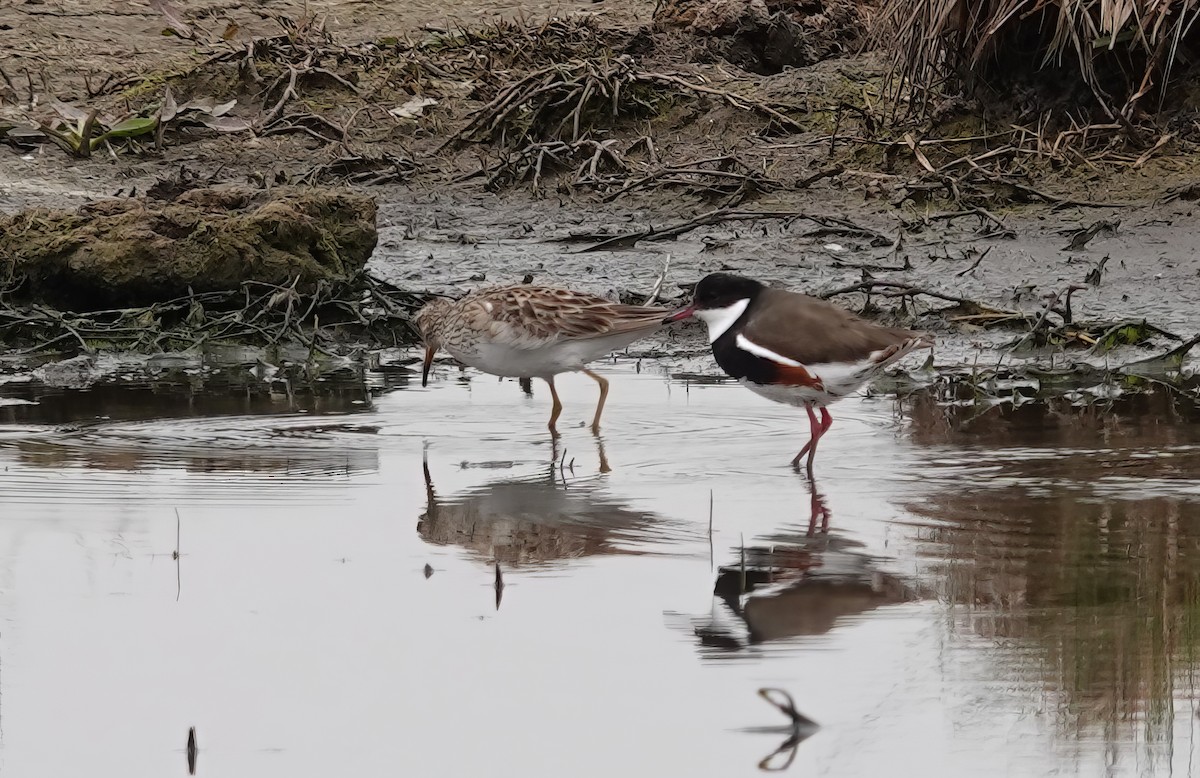 Pectoral Sandpiper - ML608454857