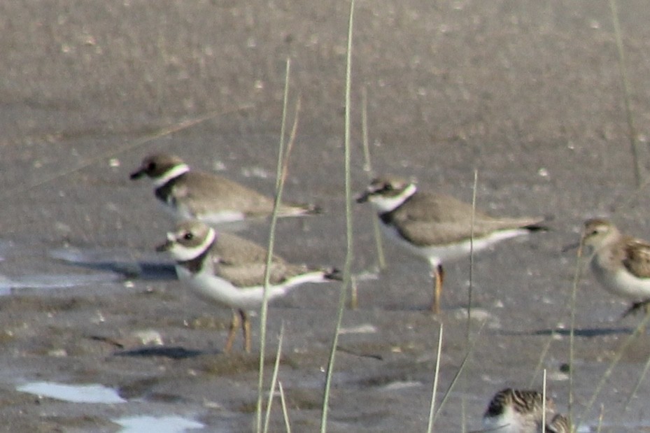 Semipalmated Plover - ML608454907