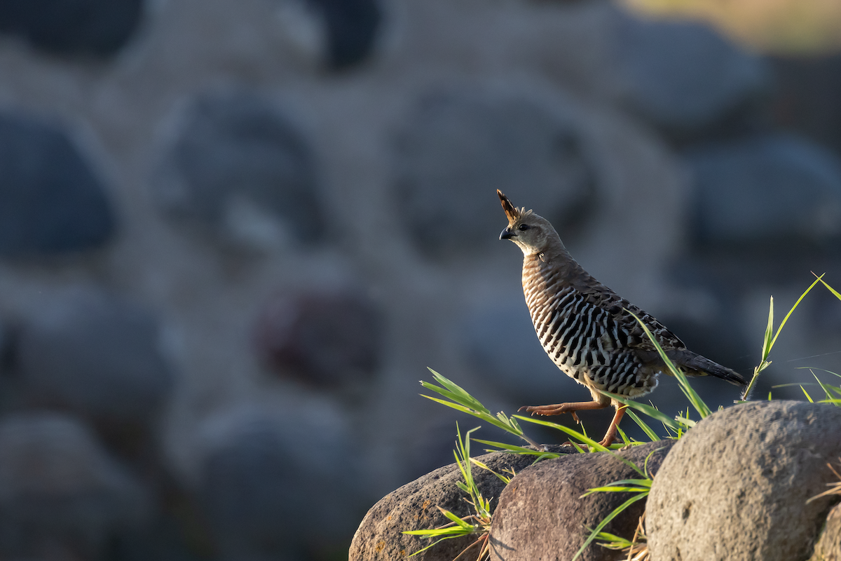 Banded Quail - Ana Paula Oxom