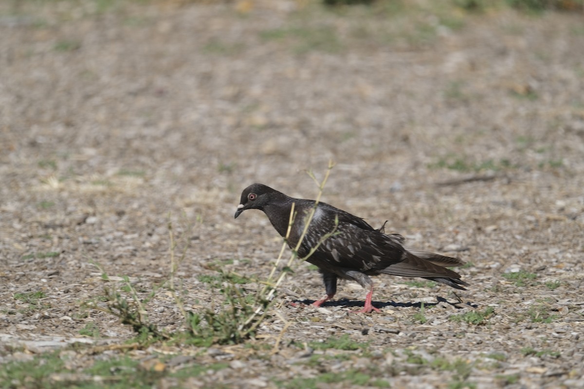 Rock Pigeon (Feral Pigeon) - ML608455006