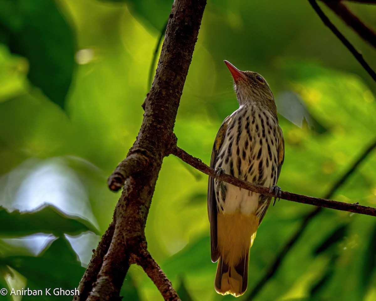 Dark-throated Oriole - ML608455023