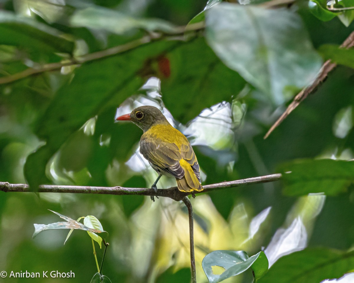 Dark-throated Oriole - ML608455024