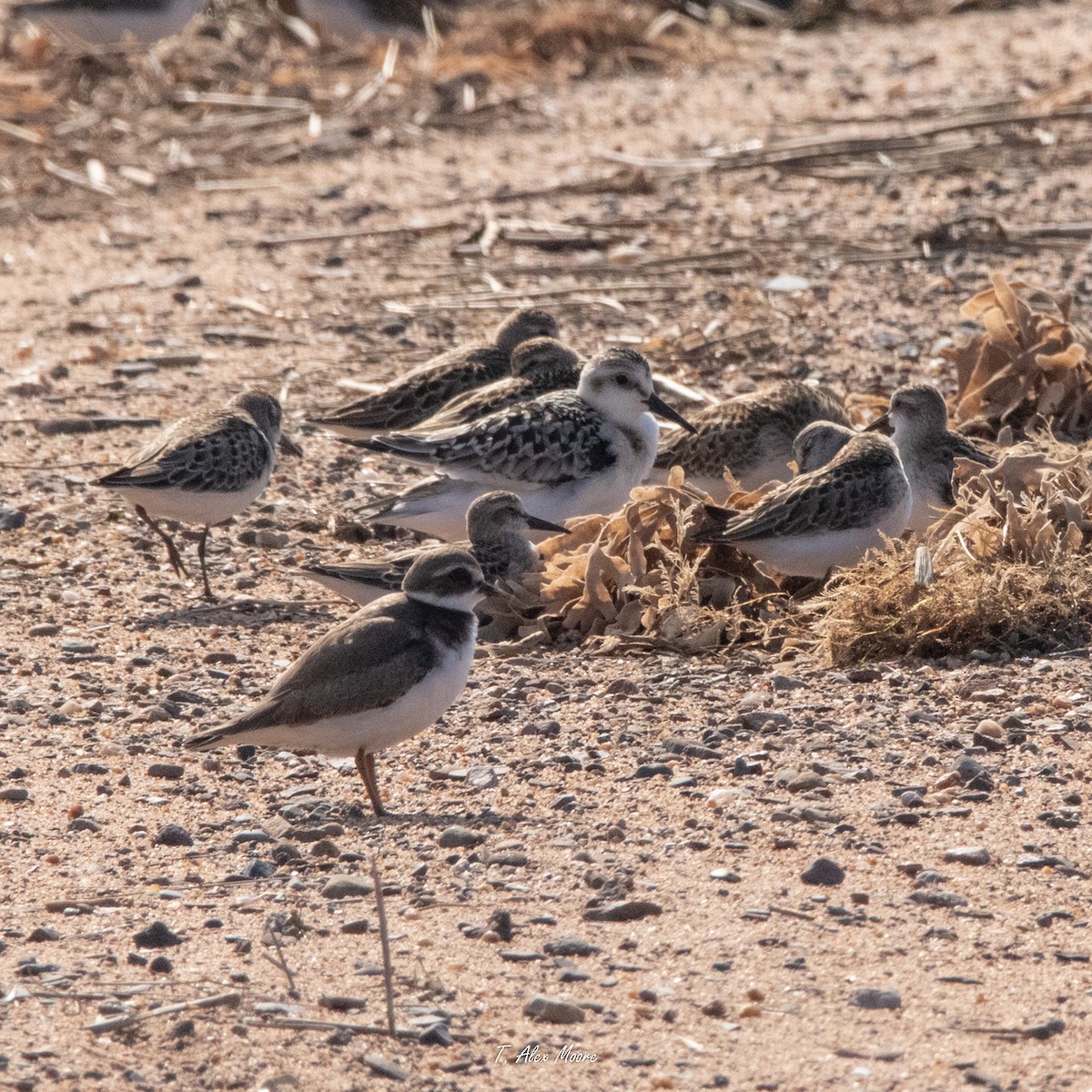 Bécasseau sanderling - ML608455208