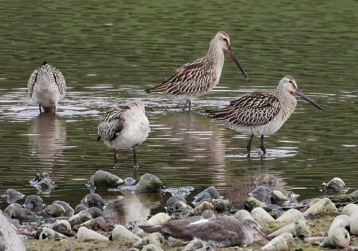 Asian Dowitcher - ML608455236