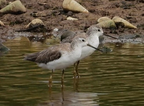 Marsh Sandpiper - ML608455259