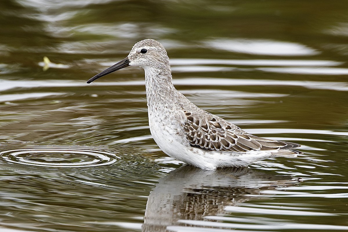 Stilt Sandpiper - Haim Weizman