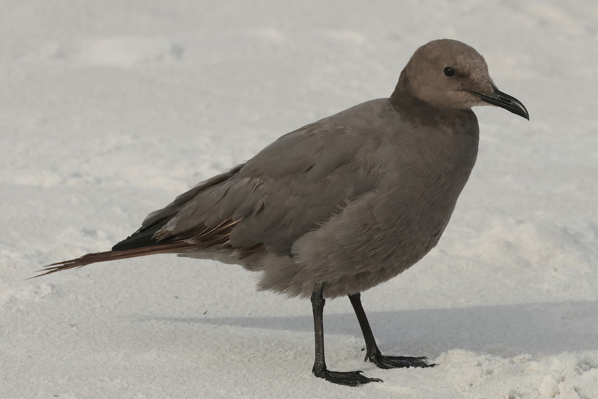 Gray Gull - ML608455364