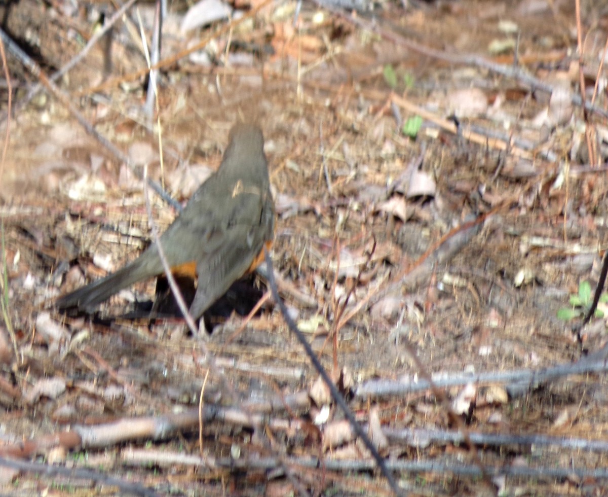 Rufous-bellied Thrush - ML608455490