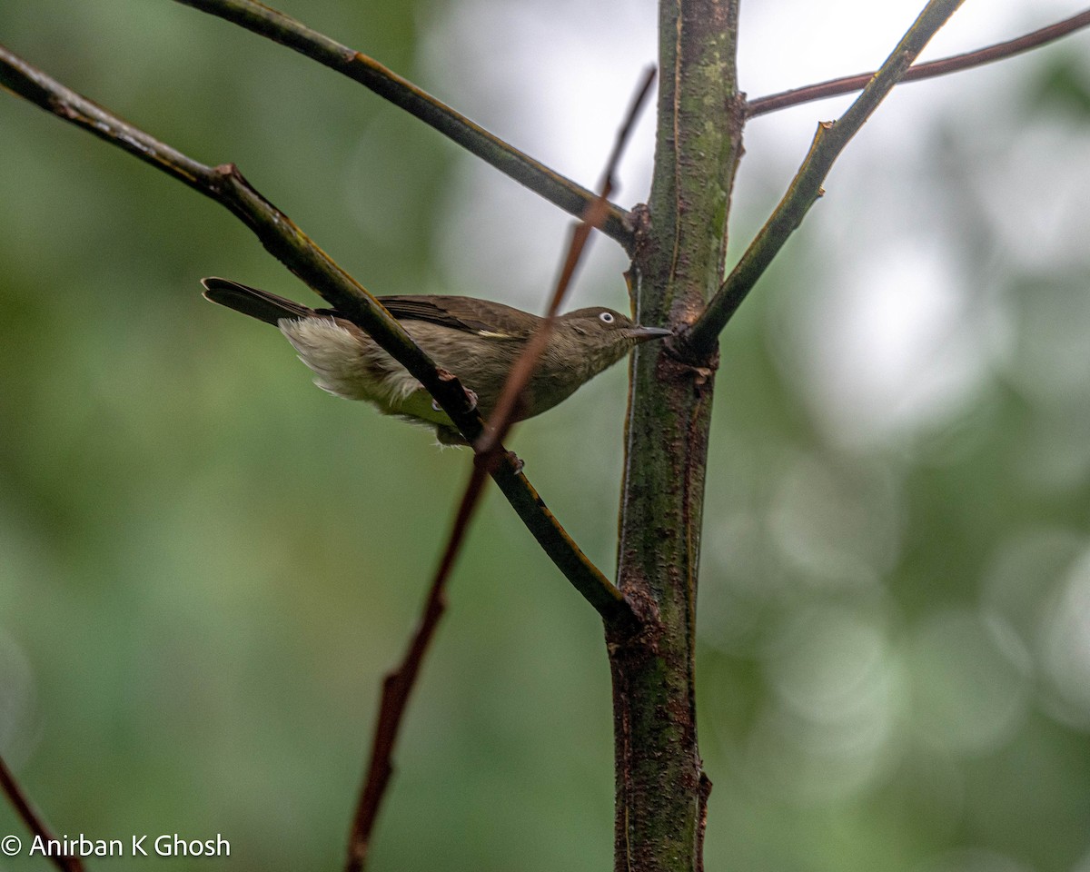 Bulbul aux yeux blancs (simplex/halizonus) - ML608455503