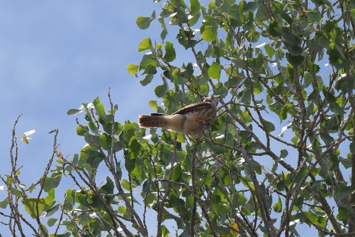 American Kestrel - ML608455561