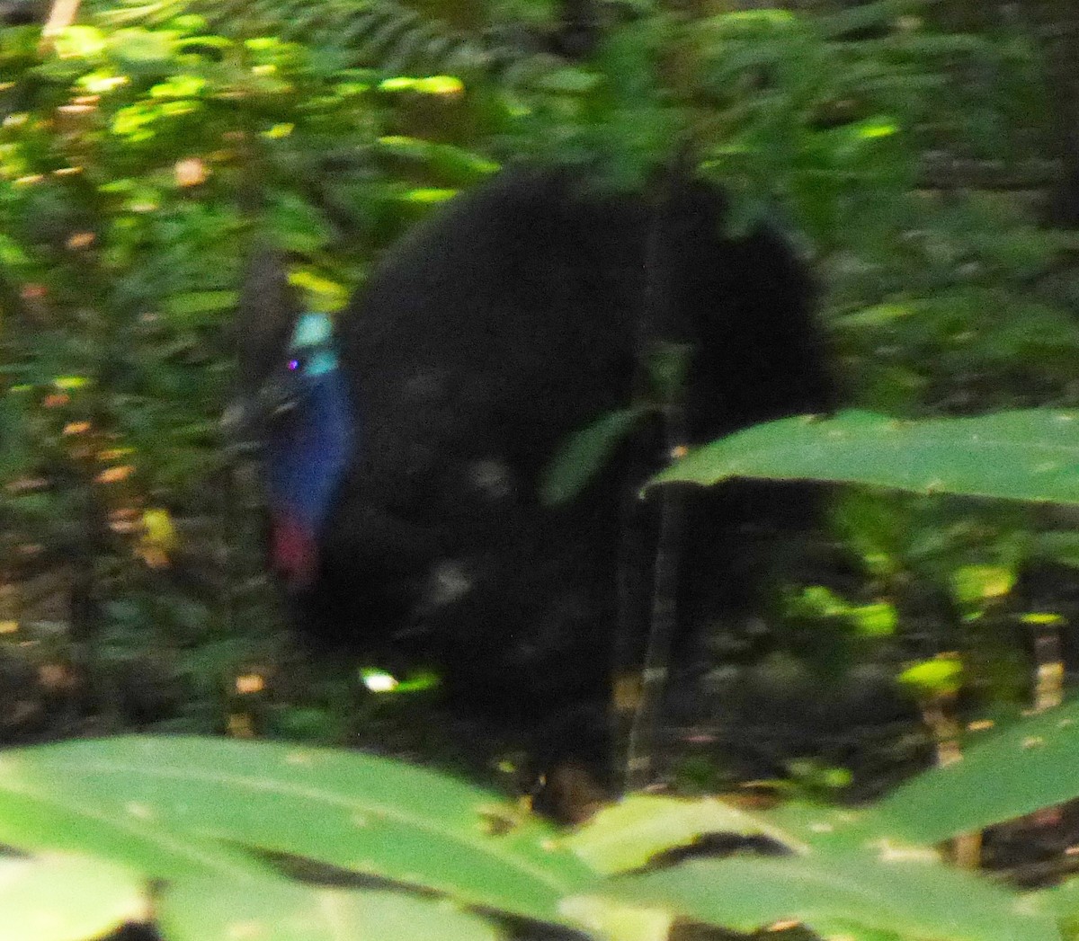 Southern Cassowary - Troy Blodgett