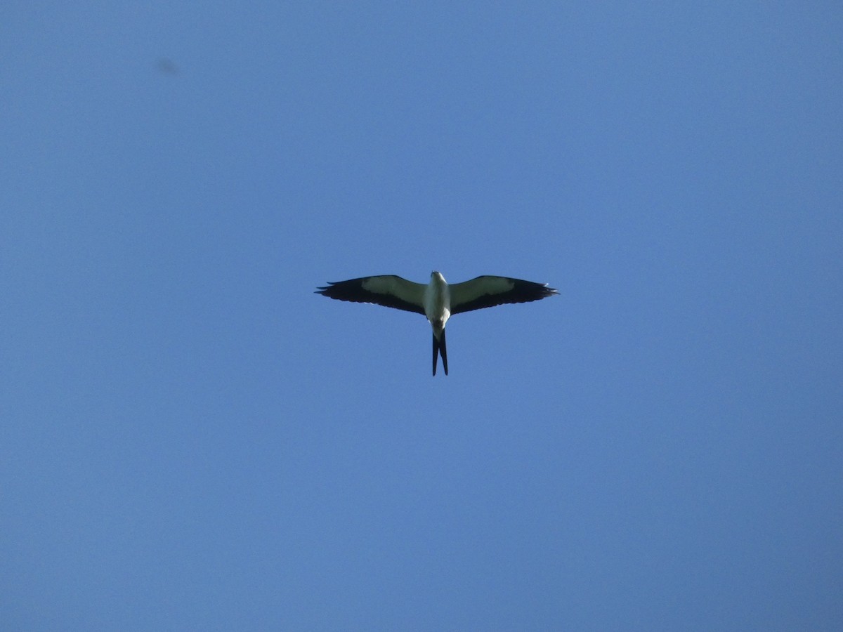 Swallow-tailed Kite - ML608455627