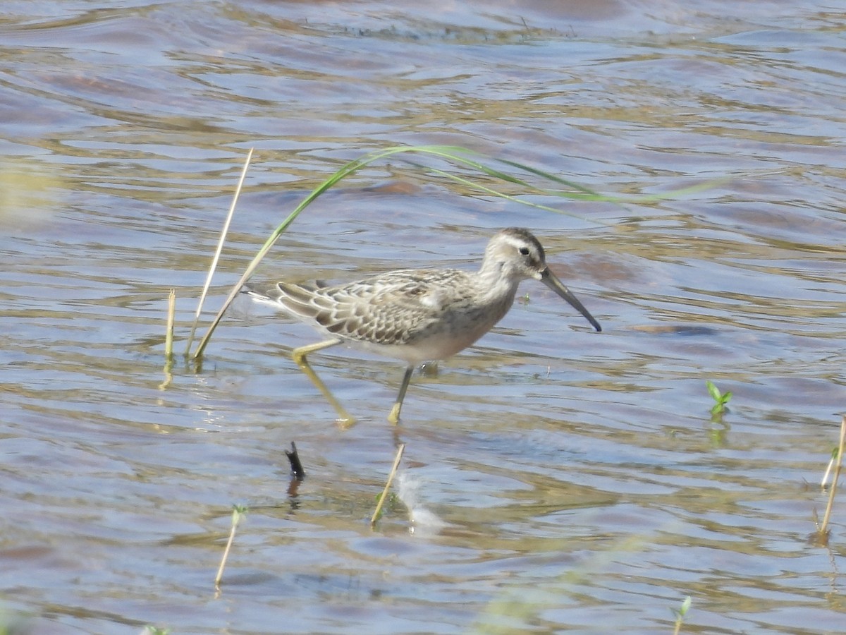 Stilt Sandpiper - Christina Sabochick