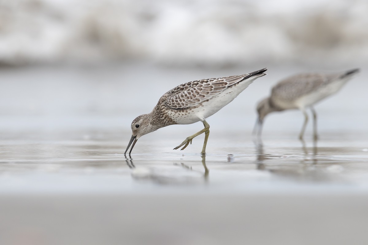 Great Knot - ML608455670