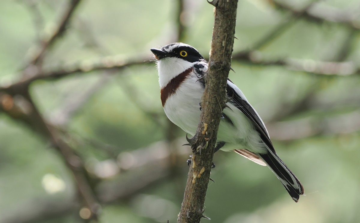 Western Black-headed Batis - ML608455766