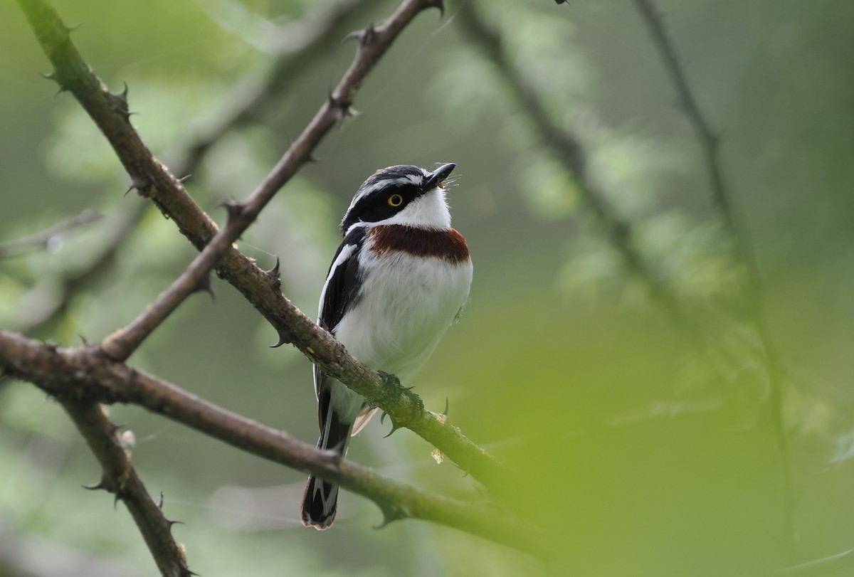 Western Black-headed Batis - ML608455767