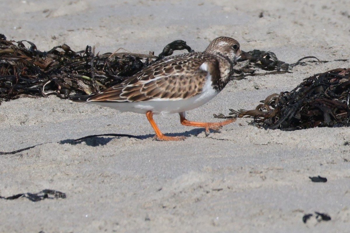 Ruddy Turnstone - ML608455787