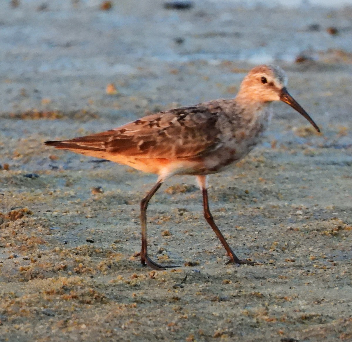 Curlew Sandpiper - ML608455862