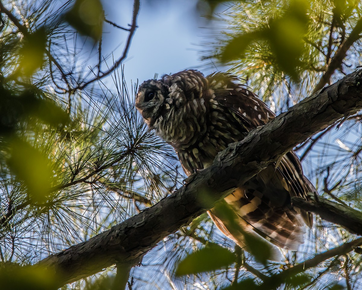 Barred Owl - ML608455898