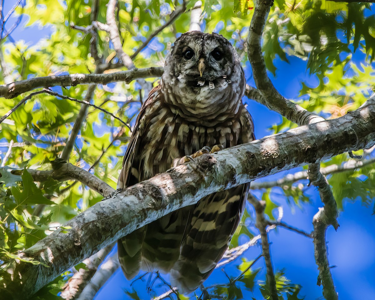 Barred Owl - ML608455944