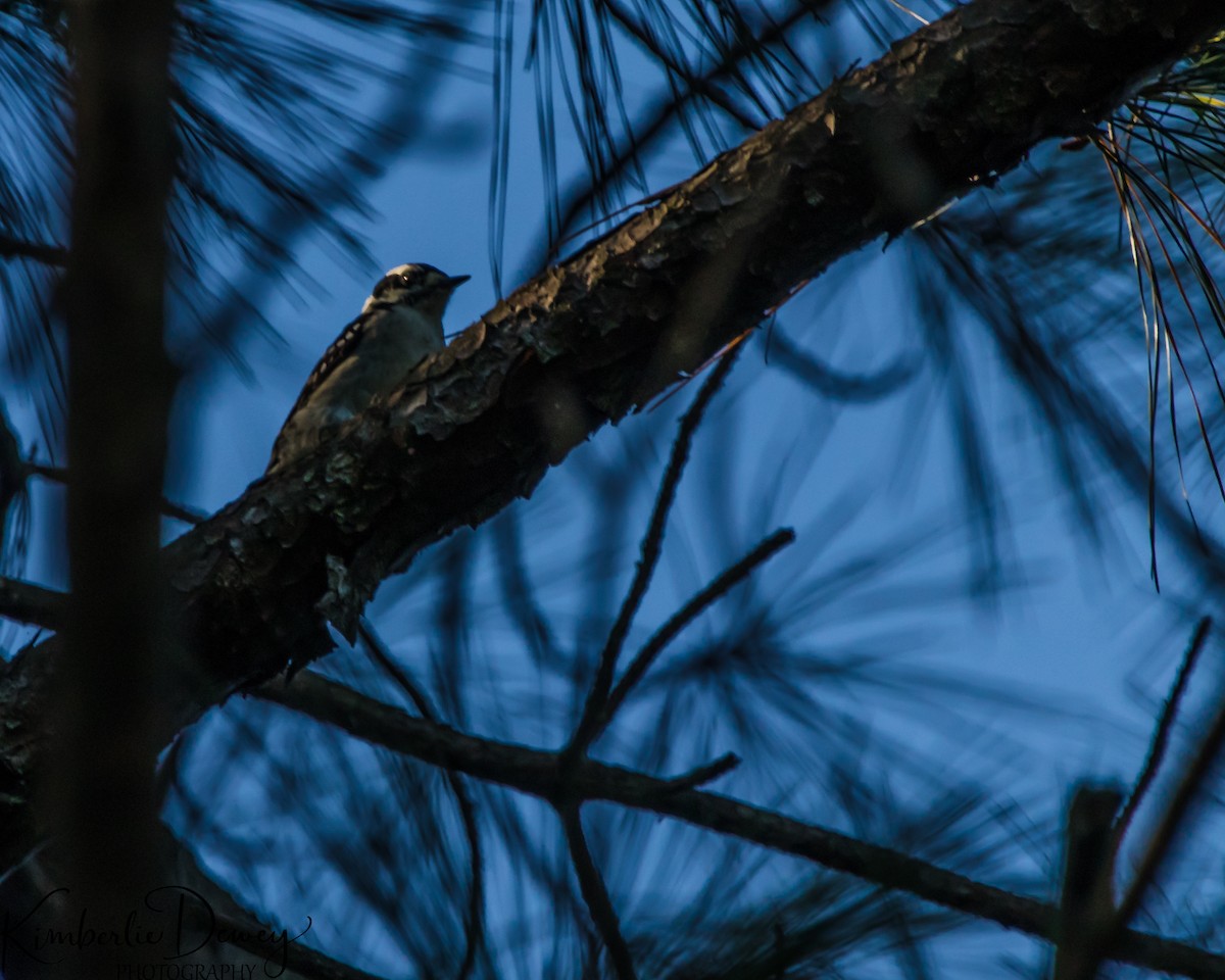 Downy Woodpecker - ML608455983
