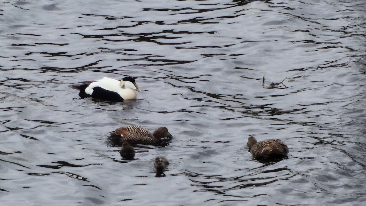 Common Eider - ML608456003