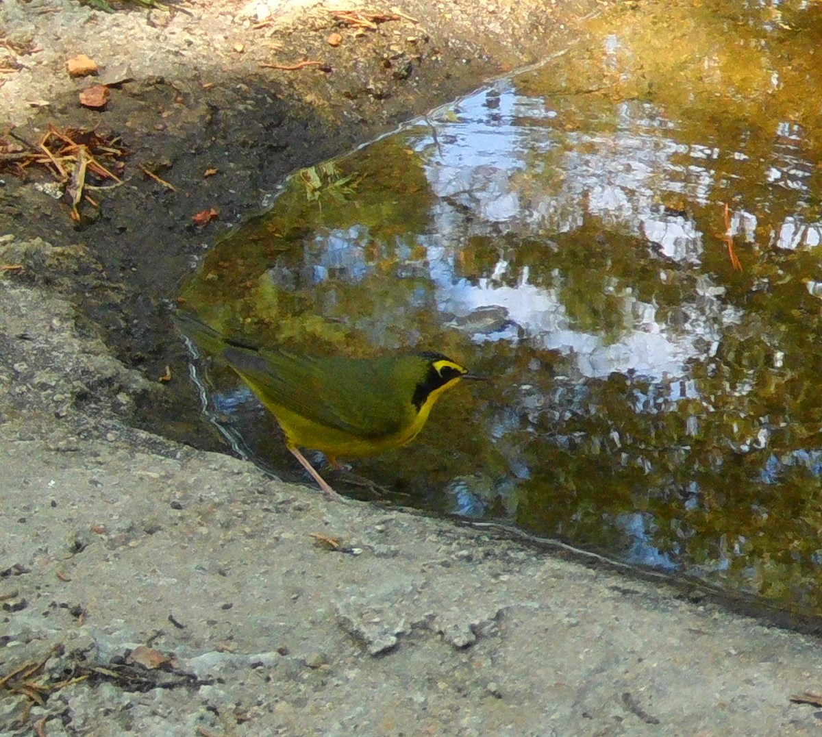 Kentucky Warbler - ML608456038