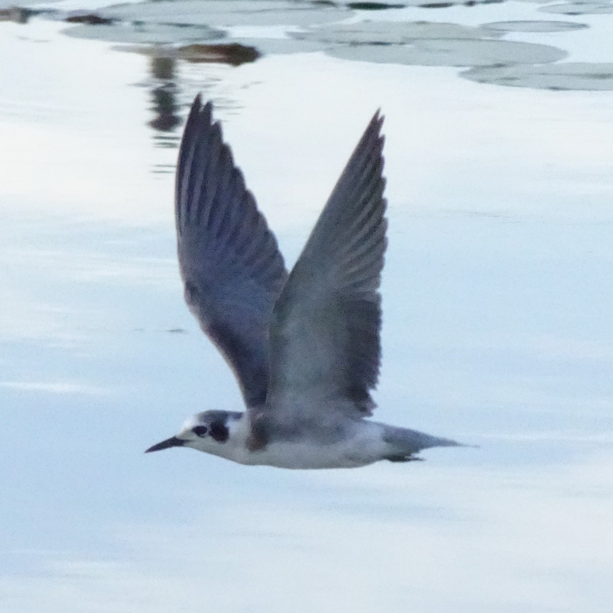 Black Tern - 4paul bird
