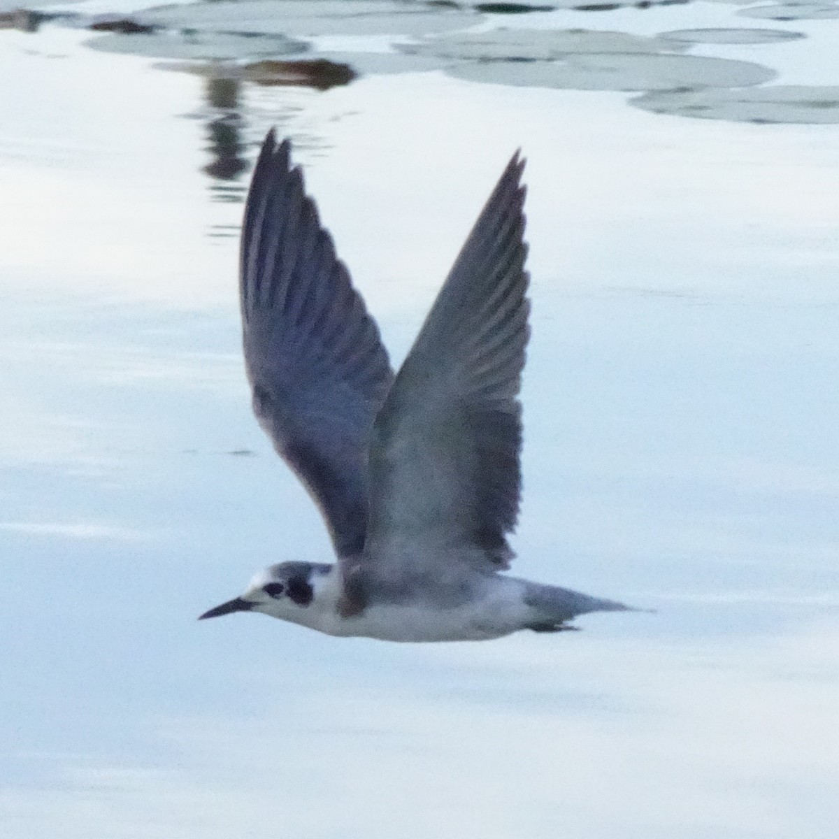 Black Tern - ML608456084