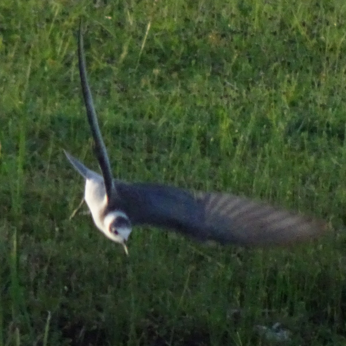 Black Tern - ML608456085