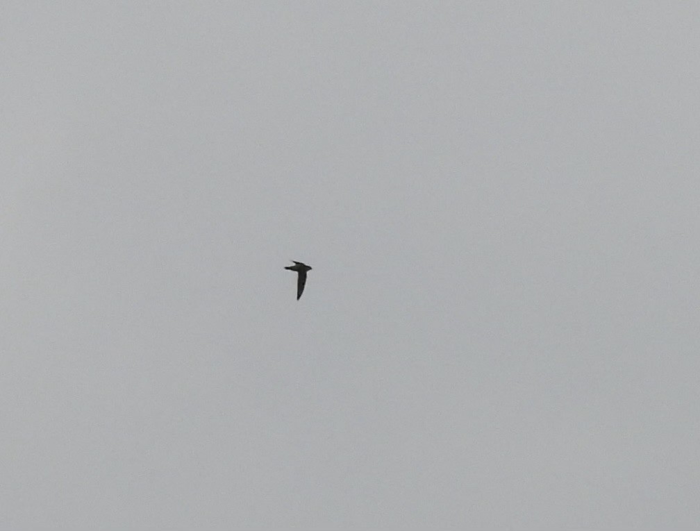 Vaux's Swift - ML608456202