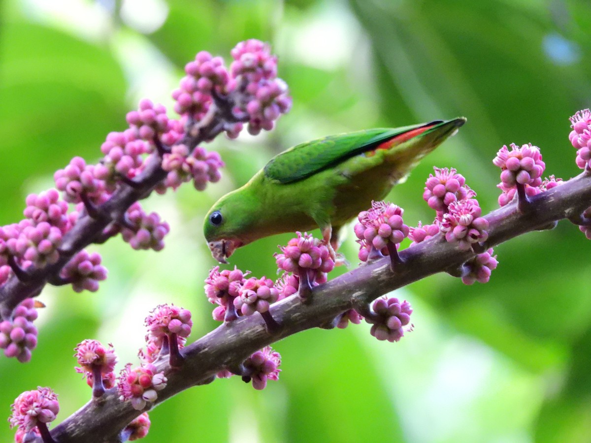 Blue-crowned Hanging-Parrot - ML608456270