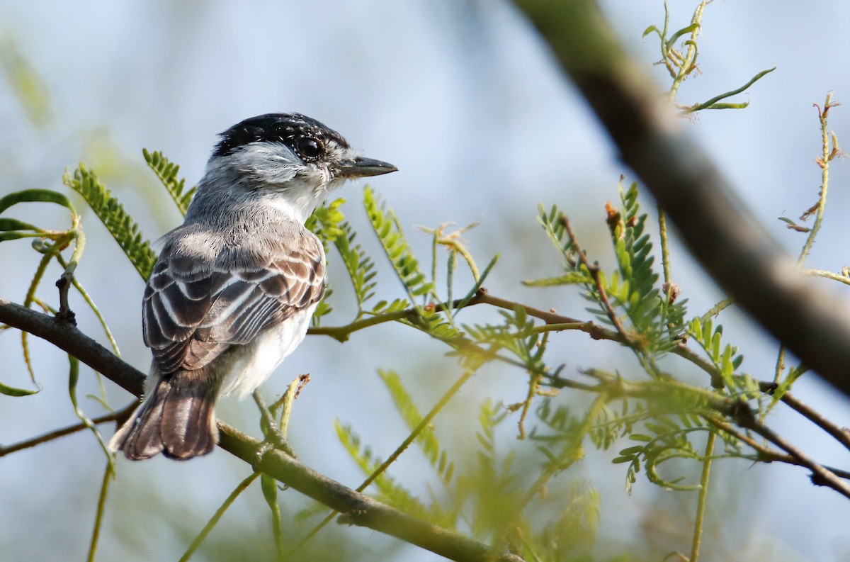 White-naped Xenopsaris - ML608456294