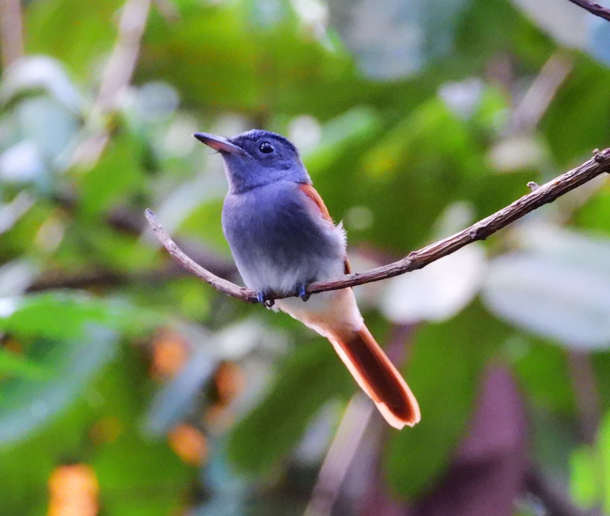 Blyth's Paradise-Flycatcher - ML608456295