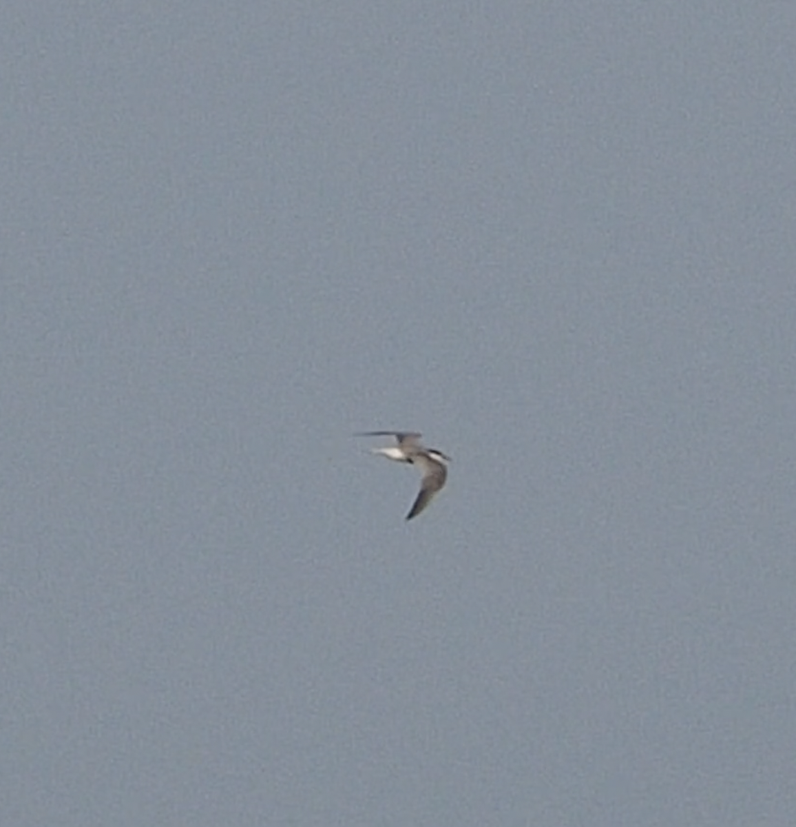 Common Tern - ML608456362