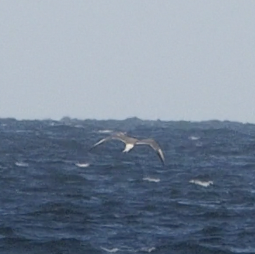 Common Tern - ML608456363