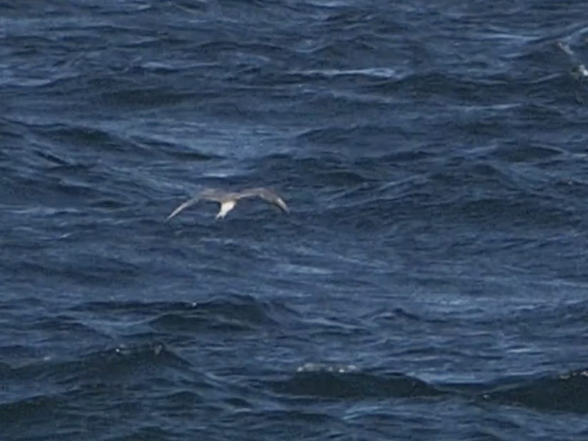 Common Tern - ML608456364