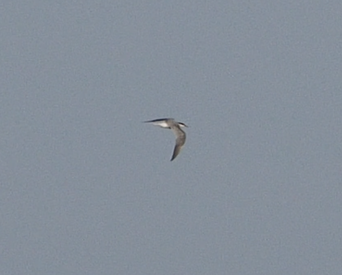 Common Tern - ML608456365