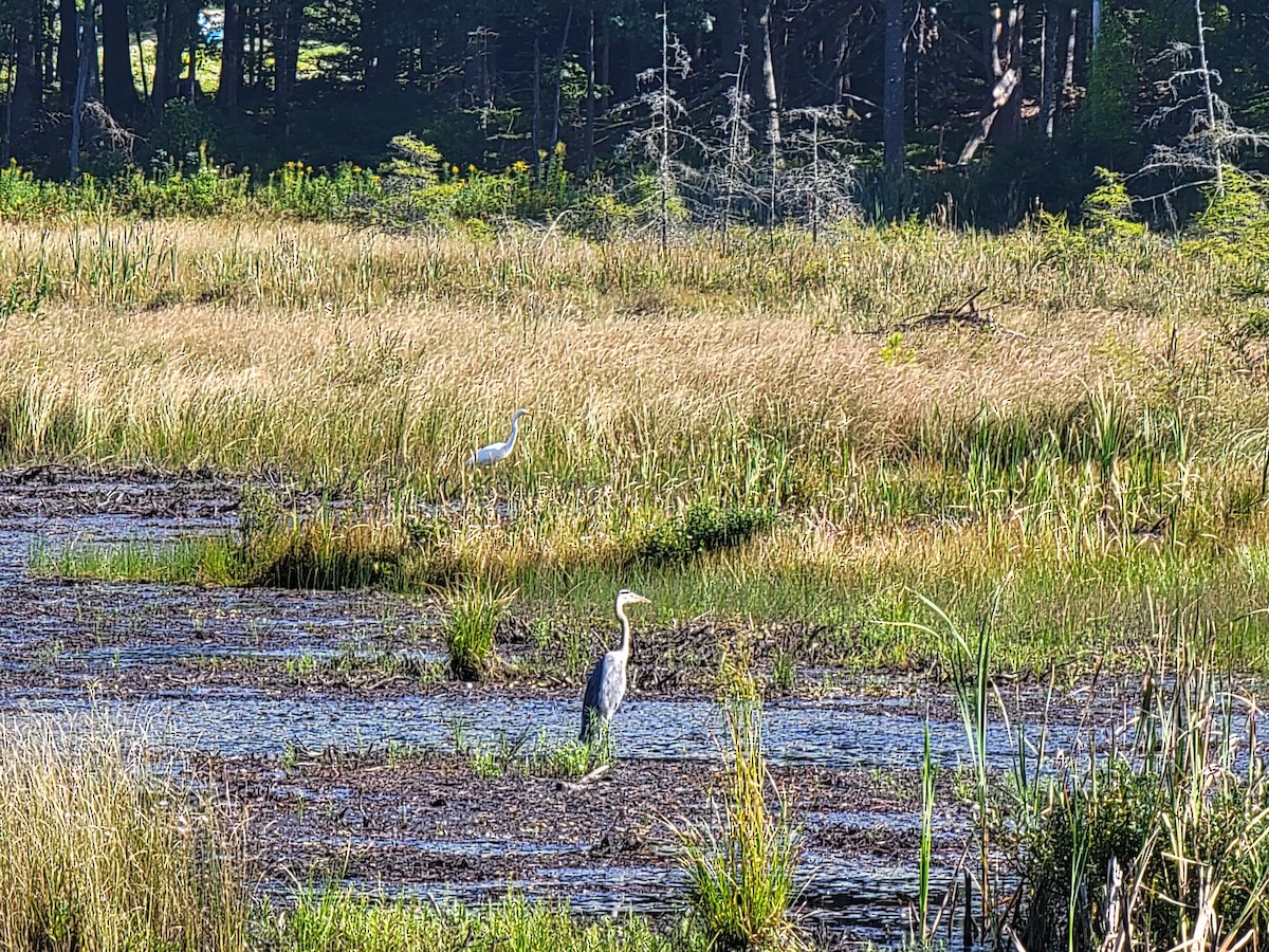 Great Egret - ML608456401