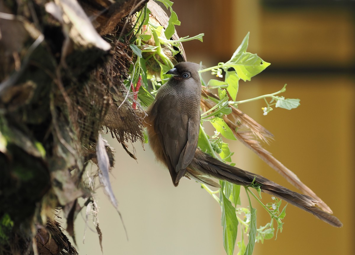 Speckled Mousebird - Scott (瑞興) LIN(林)