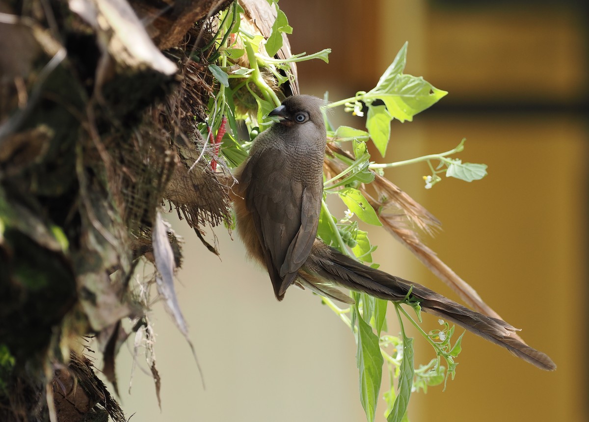 Speckled Mousebird - ML608456403