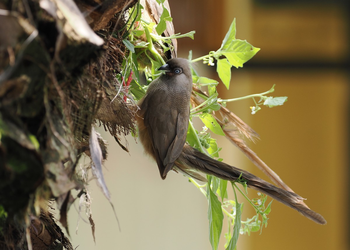 Speckled Mousebird - Scott (瑞興) LIN(林)