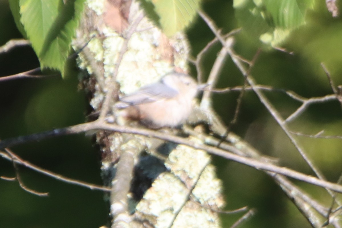 White-breasted Nuthatch - ML608456431