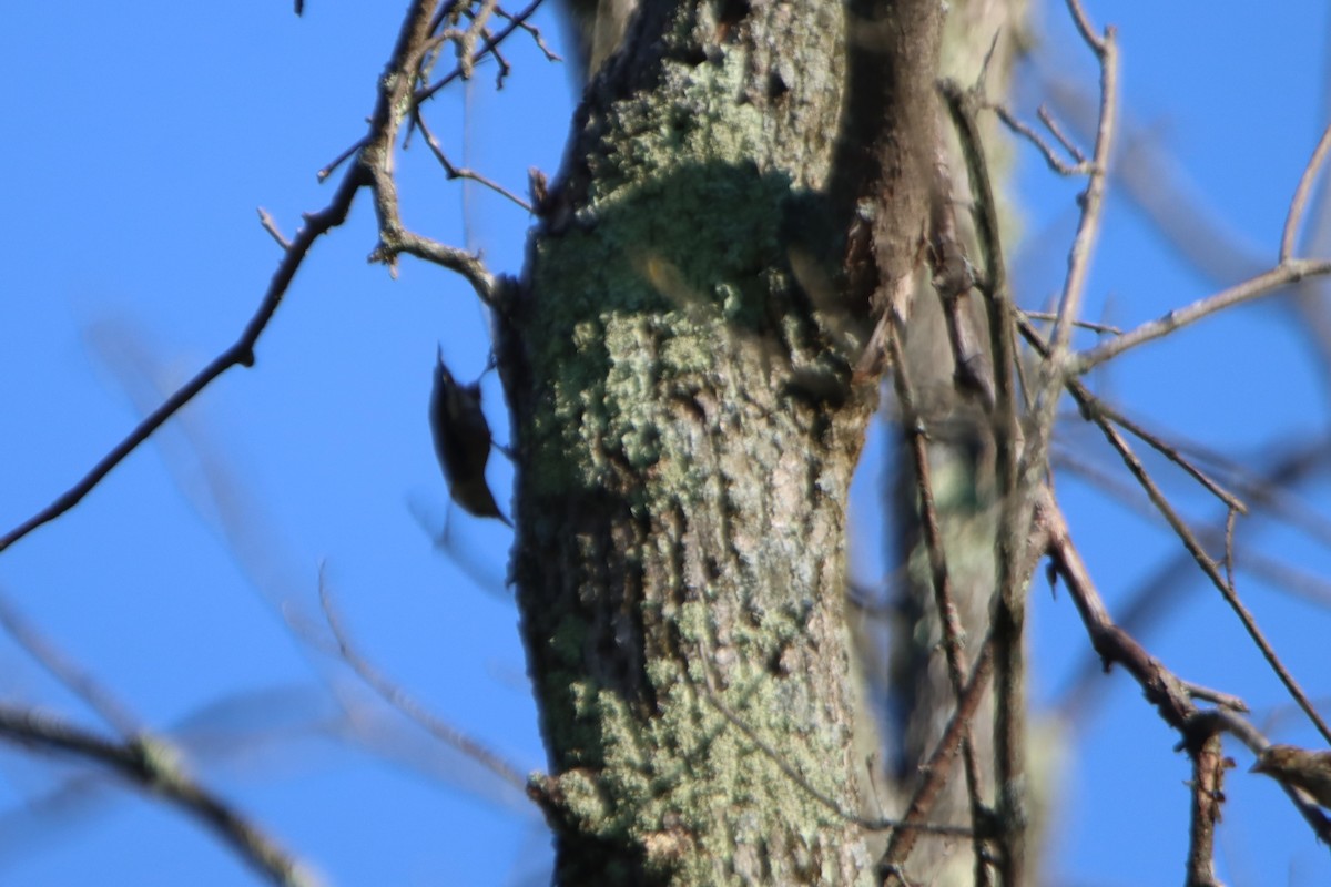 White-breasted Nuthatch - ML608456437