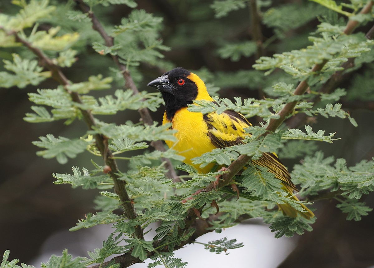 Village Weaver - Scott (瑞興) LIN(林)