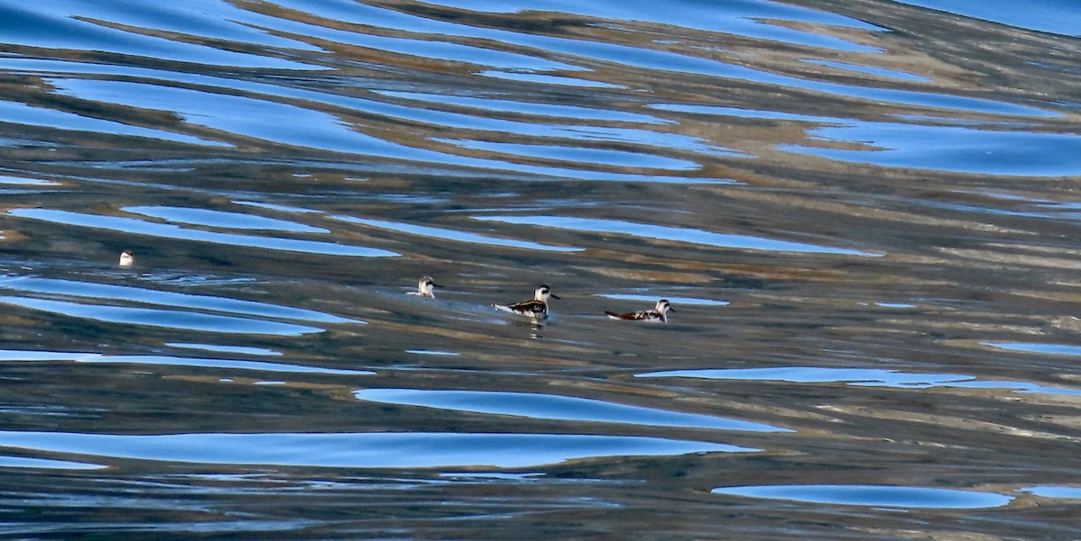 Phalarope à bec étroit - ML608456536